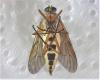 Rhagio tringarius